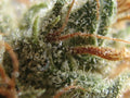Zkittlez x Gorilla Feminisierte Samen - Großpackung x 100