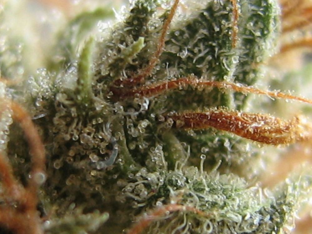 Zkittlez x Gorilla Feminisierte Samen - Großpackung x 100