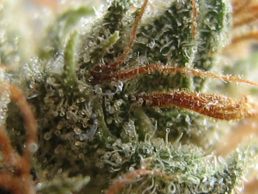 Zkittlez x Gorilla Feminisierte Samen - Großpackung x 100