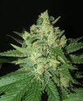 Grapefruit Feminised Seeds - BULK x 100