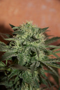 Lemon Skunk Feminised Seeds - BULK x 100