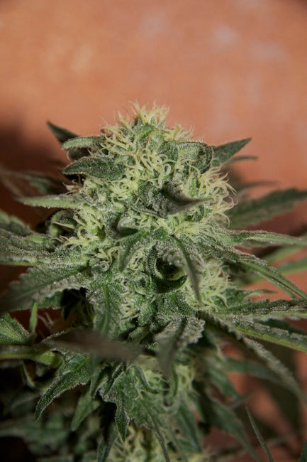 Lemon Skunk Feminised Seeds - BULK x 100