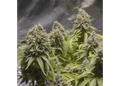 Critical 2.0+ Auto Feminisierte Samen - Großpackung x 100
