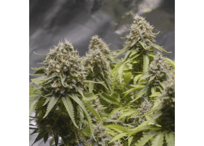 Critical 2.0+ Auto Feminisierte Samen - Großpackung x 100