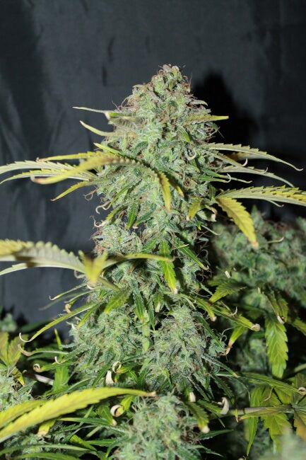Amnesia Haze feminisierte Samen - Großpackung x 100