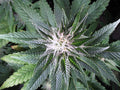 Candy Kush feminisierte Samen - Großpackung x 100