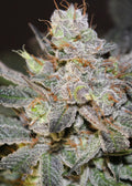 Candyland Feminised Seeds - BULK x 100