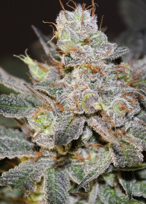 Candyland Feminised Seeds - BULK x 100