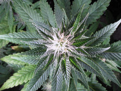 Dolato Feminised Seeds - BULK x 100
