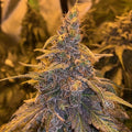 Semillas feminizadas de HashPlant Haze x Kali China