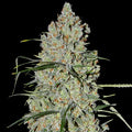 Semillas feminizadas de Pineapple Express #2 Auto