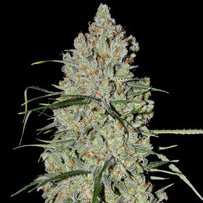 Semillas feminizadas de Pineapple Express #2 Auto