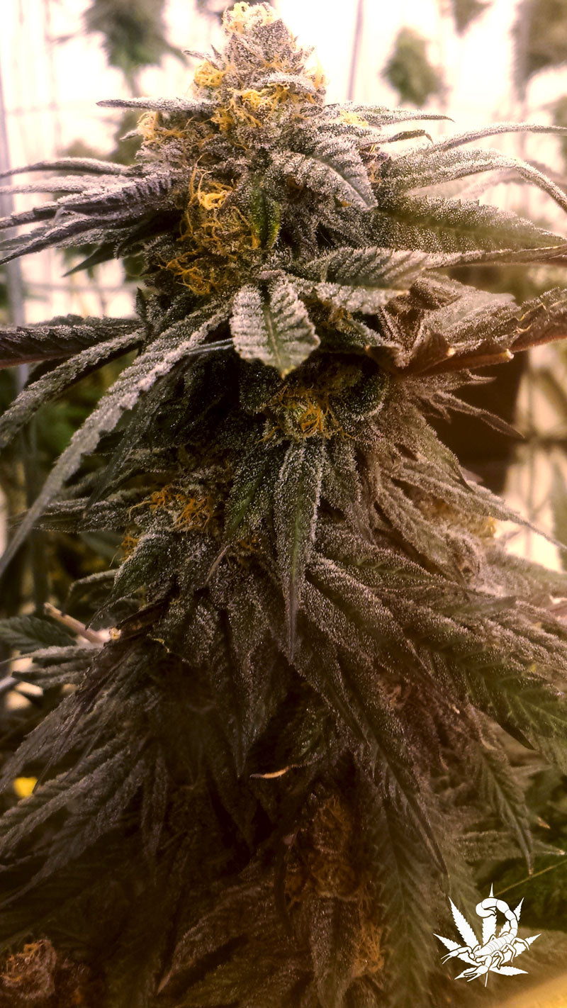 Semillas feminizadas de Wild Berry
