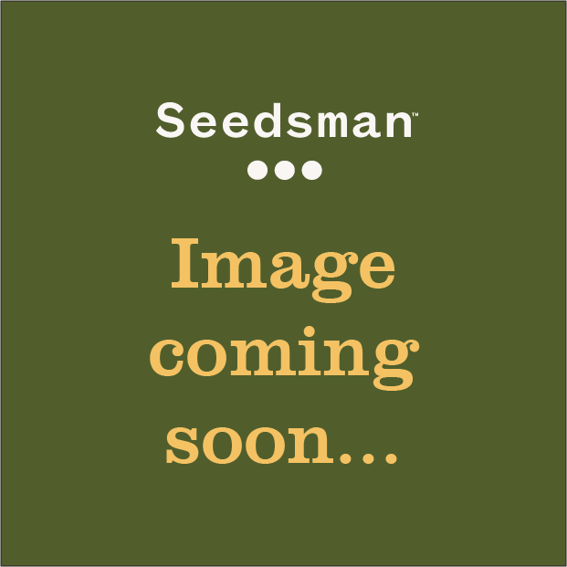 Sativa Dream (LOL) Feminised Seeds