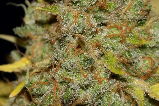 GMO Cookies Auto Feminisierte Samen - Großpackung x 100