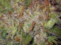 Peanut Butter Breath Auto Feminisierte Samen - Großpackung x 100