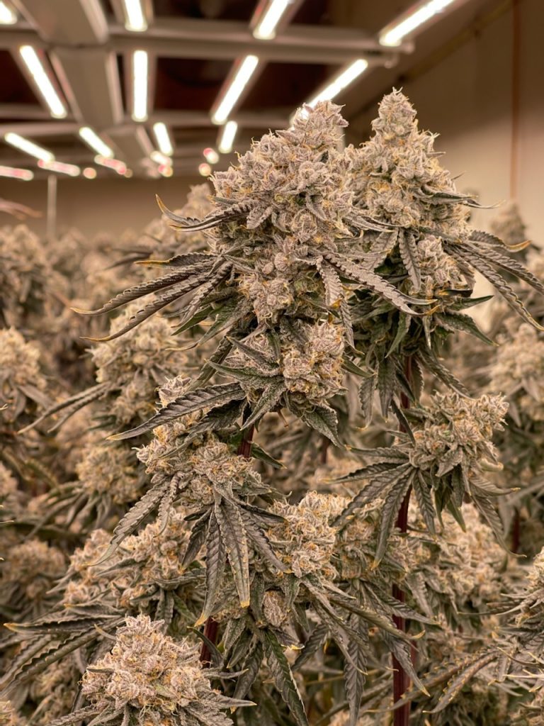 Apple Fritter Feminised Seeds - BULK x 100