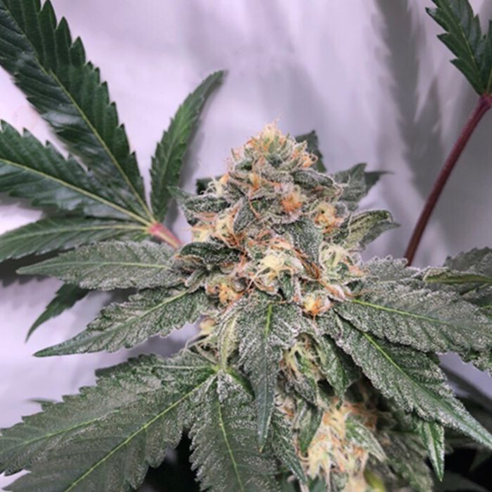 Biscotti Feminised Seeds - BULK x 100