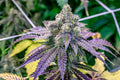 Fruity Pebbles Feminised Seeds - BULK x 100