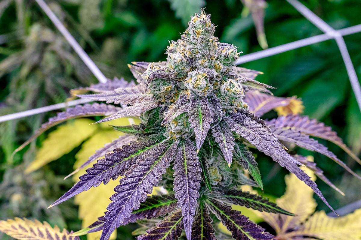 Fruity Pebbles Feminised Seeds - BULK x 100