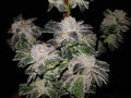 Semillas feminizadas GMO Cookies - A GRANEL x 100