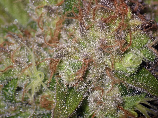 Peanut Butter Breath Feminised Seeds - BULK x 100