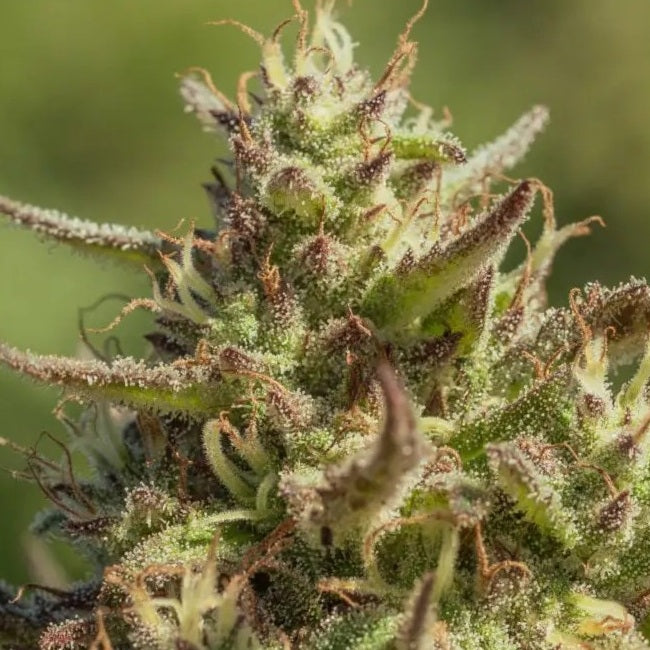 Chingona Fast Feminised Seeds