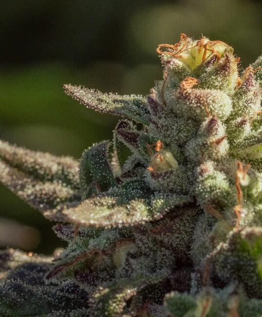 Fuegisima Fast Feminised Seeds