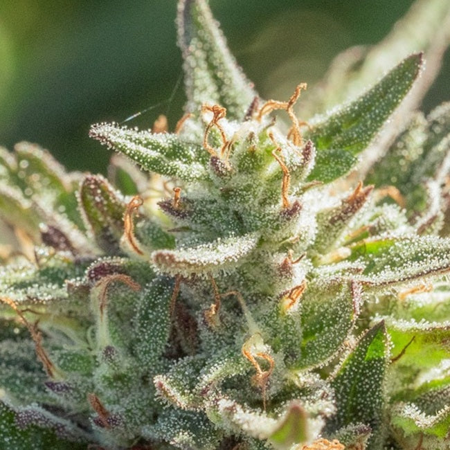 Mythic Cheetah Fast Feminised Seeds
