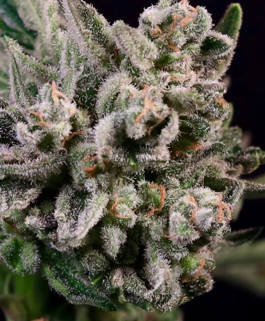 Semillas feminizadas de mantequilla de cacahuete Breath Fast