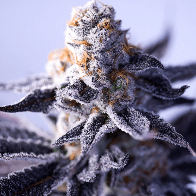 Hazy Girl Feminised Seeds
