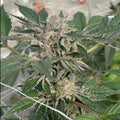 Willy's Winery Feminised Seeds