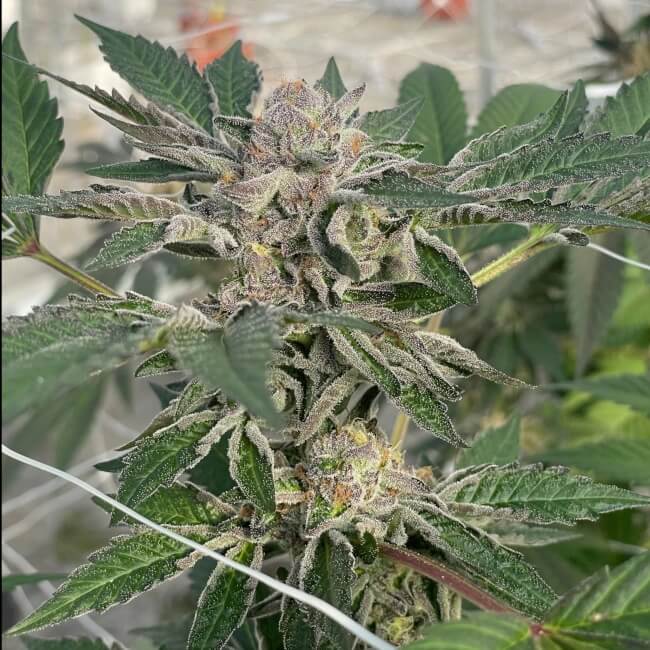 Willy's Winery Feminised Seeds