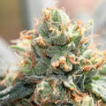 HashTonic Feminised Seeds
