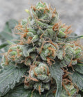 HashTonic Regular Seeds