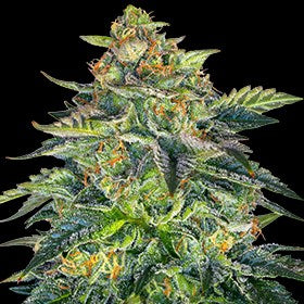 London Cream Cake Auto Feminised Seeds
