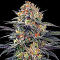 Semillas feminizadas de Jealous Mary Auto