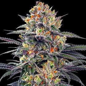 Semillas feminizadas de Jealous Mary Auto