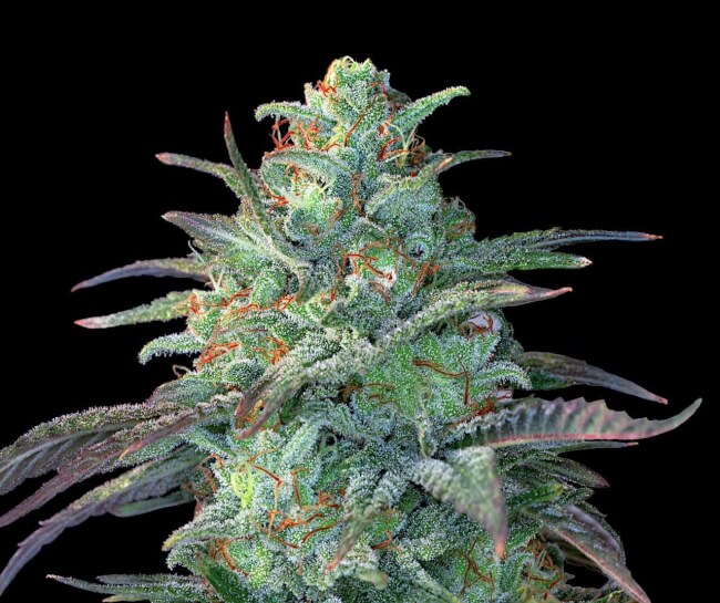 Eggnog OG Feminised Seeds