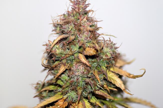 Stardawg Auto Feminised Seeds - BULK x 100