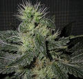 Alien OG Auto Feminisierte Samen - Großpackung x 100