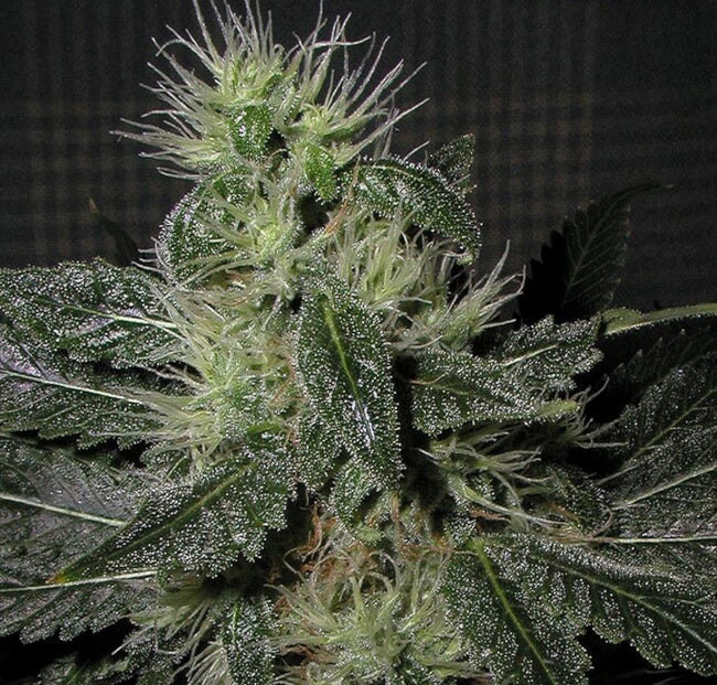 Alien OG Auto Feminisierte Samen - Großpackung x 100