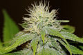 Green Crack FAST Feminisierte Samen - Großpackung x 100
