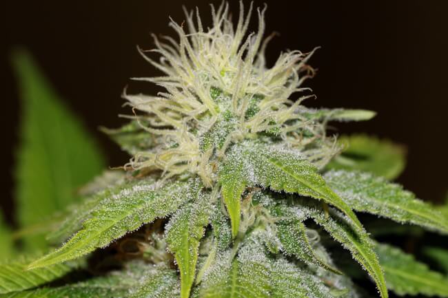 Green Crack FAST Feminisierte Samen - Großpackung x 100