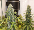 Old Soul Regular Seeds