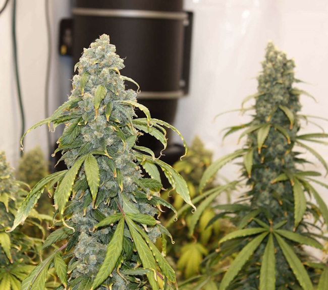Old Soul Regular Seeds