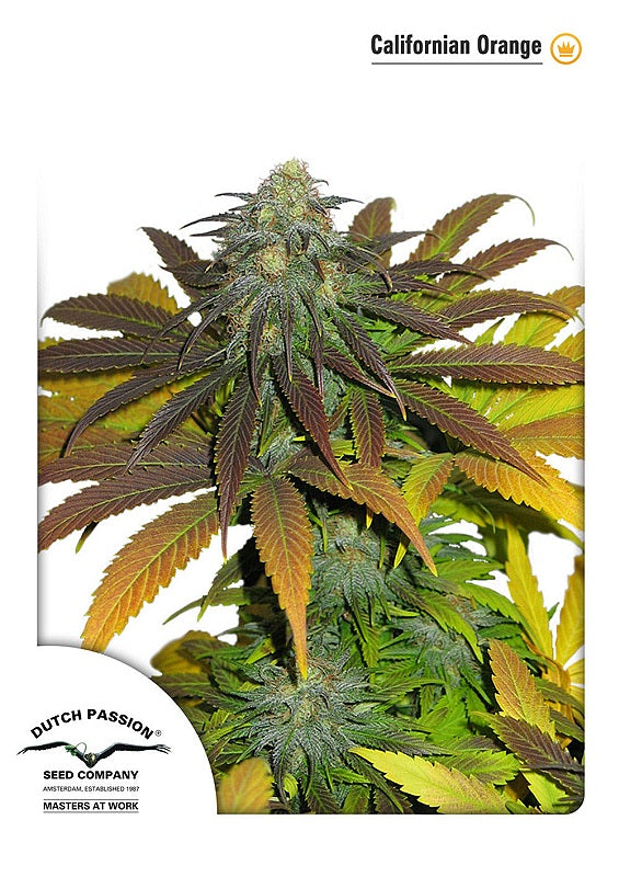 Californian Orange Feminised Seeds