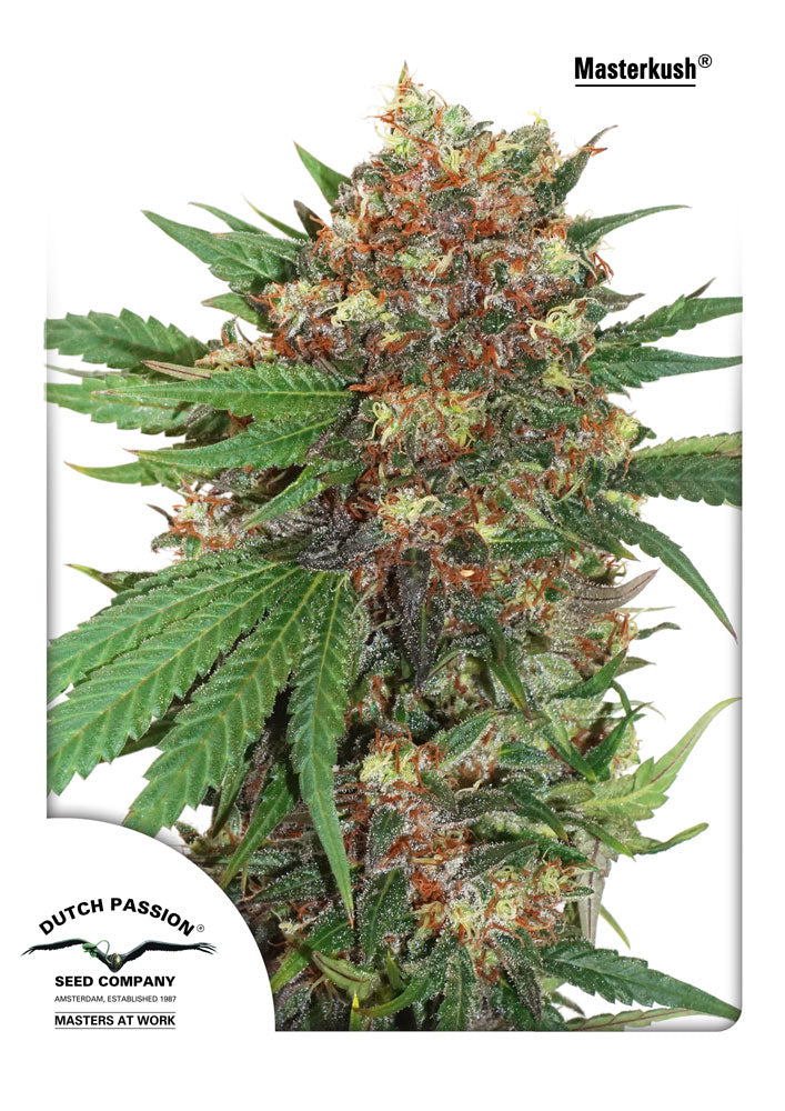 Semillas feminizadas Master Kush