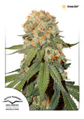 Orange Bud Feminised Seeds