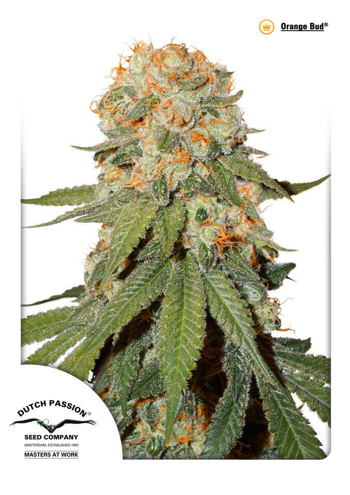 Orange Bud Feminised Seeds